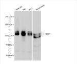 MDM1 Antibody in Western Blot (WB)