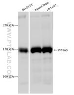 PPFIA3 Antibody in Western Blot (WB)