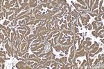 GRP94 Antibody in Immunohistochemistry (Paraffin) (IHC (P))