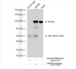 GRP94 Antibody in Immunoprecipitation (IP)