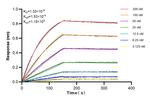 TIMP1 Antibody in Surface plasmon resonance (SPR)
