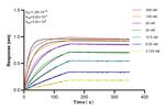 B7-H3/CD276 Antibody in Surface plasmon resonance (SPR)