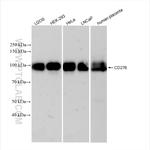 B7-H3/CD276 Antibody in Western Blot (WB)