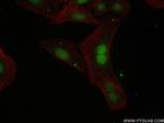INTS5 Antibody in Immunocytochemistry (ICC/IF)