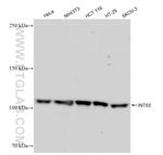 INTS5 Antibody in Western Blot (WB)