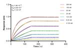HOXB6 Antibody in Surface plasmon resonance (SPR)