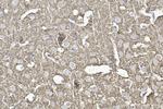 STX1A Recombinant Rabbit Monoclonal Antibody (230470F5)