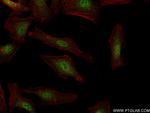 IFI35 Antibody in Immunocytochemistry (ICC/IF)