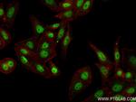 HIC2 Antibody in Immunocytochemistry (ICC/IF)