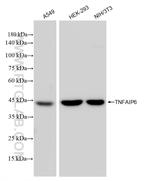 TSG-6 Antibody in Western Blot (WB)