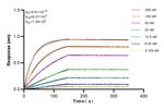 ROCK1 Antibody in Surface plasmon resonance (SPR)