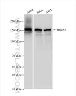 ROCK1 Antibody in Western Blot (WB)