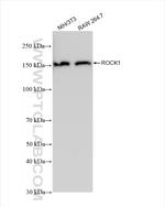 ROCK1 Antibody in Western Blot (WB)
