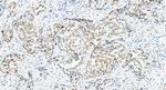 TGFB2 Antibody in Immunohistochemistry (Paraffin) (IHC (P))