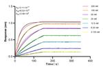 SMAD4 Antibody in Surface plasmon resonance (SPR)