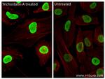 Acetyl-Histone H2B (Lys5) Antibody in Immunocytochemistry (ICC/IF)