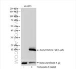 Acetyl-Histone H2B (Lys5) Antibody in Western Blot (WB)