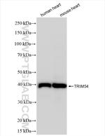 TRIM54 Antibody in Western Blot (WB)