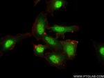 TPR Antibody in Immunocytochemistry (ICC/IF)