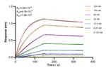 HBA1 Antibody in Surface plasmon resonance (SPR)