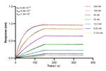 SMC6 Antibody in Surface plasmon resonance (SPR)