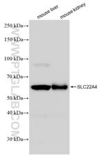 SLC22A4 Antibody in Western Blot (WB)