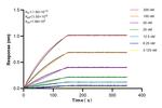 HIRA Antibody in Surface plasmon resonance (SPR)
