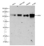 HIRA Antibody in Western Blot (WB)