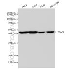 TFAP4 Antibody in Western Blot (WB)
