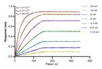 MIF Antibody in Surface plasmon resonance (SPR)