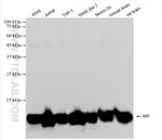 MIF Antibody in Western Blot (WB)