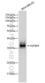 IGFBP4 Antibody in Western Blot (WB)