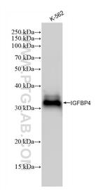 IGFBP4 Antibody in Western Blot (WB)