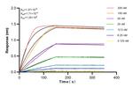 HAS2 Antibody in Surface plasmon resonance (SPR)