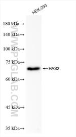 HAS2 Antibody in Western Blot (WB)