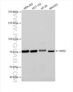 HAS2 Antibody in Western Blot (WB)