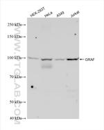 GRAF Antibody in Western Blot (WB)