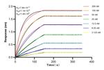 CBP80 Antibody in Surface plasmon resonance (SPR)