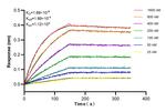 PDGFB Antibody in Surface plasmon resonance (SPR)