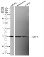PDGFB Antibody in Western Blot (WB)