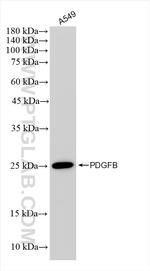 PDGFB Antibody in Western Blot (WB)