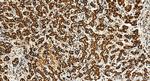 NDUFB8 Antibody in Immunohistochemistry (Paraffin) (IHC (P))