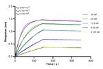 TMEM65 Antibody in Surface plasmon resonance (SPR)
