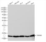 TMEM65 Antibody in Western Blot (WB)