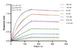 RILPL1 Antibody in Surface plasmon resonance (SPR)