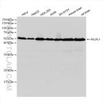 RILPL1 Antibody in Western Blot (WB)