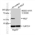RILPL1 Antibody in Western Blot (WB)