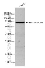 KIM-1/HAVCR1 Antibody in Western Blot (WB)