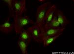 SLC12A8 Antibody in Immunocytochemistry (ICC/IF)