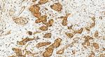 SLC12A8 Antibody in Immunohistochemistry (Paraffin) (IHC (P))